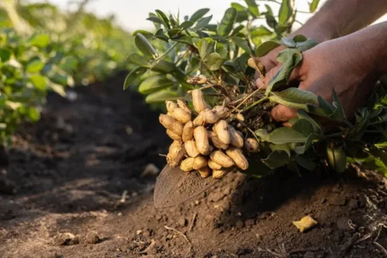 Prorrogação de dívidas vira chance para produtores rurais