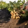 Prorrogação de dívidas vira chance para produtores rurais