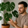 Monstera deliciosa luxuosa no passado que não sai de moda