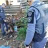 Ação com apoio de cães prende acusado de tráfico na Vila Barros