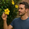 5 motivos para cultivar a trepadeira Alamanda amarela que floresce o ano todo