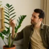 Zamioculca - Planta resistente à prova de descuido