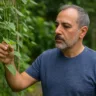 Planta milagrosa ajuda no controle da glicose e pode ser cultivada em casa