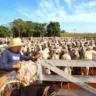 Reta final de inscrições para Mestrado em Saúde Animal na Unimar