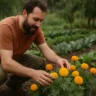 Como o cravo-de-defunto protege sua horta em menos de 1 semana