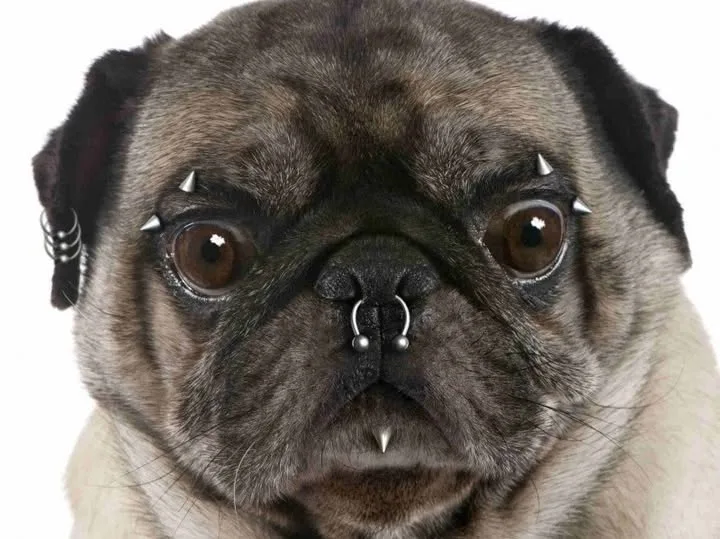 Lei proíbe tatuagens e piercings em cães e gatos Lei proíbe tatuagens e piercings em cães e gatos