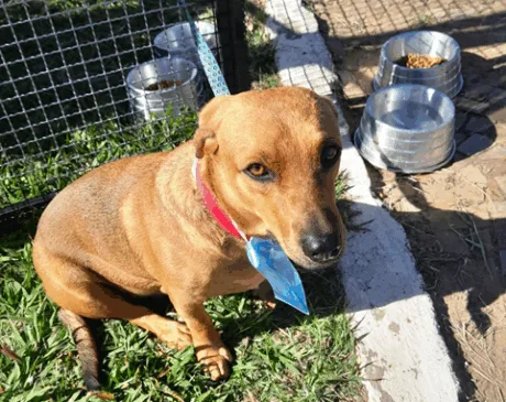 Domingo terá feira para adoção de animais em Marília