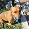 Domingo terá feira para adoção de animais em Marília