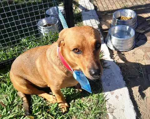 Domingo terá feira para adoção de animais em Marília