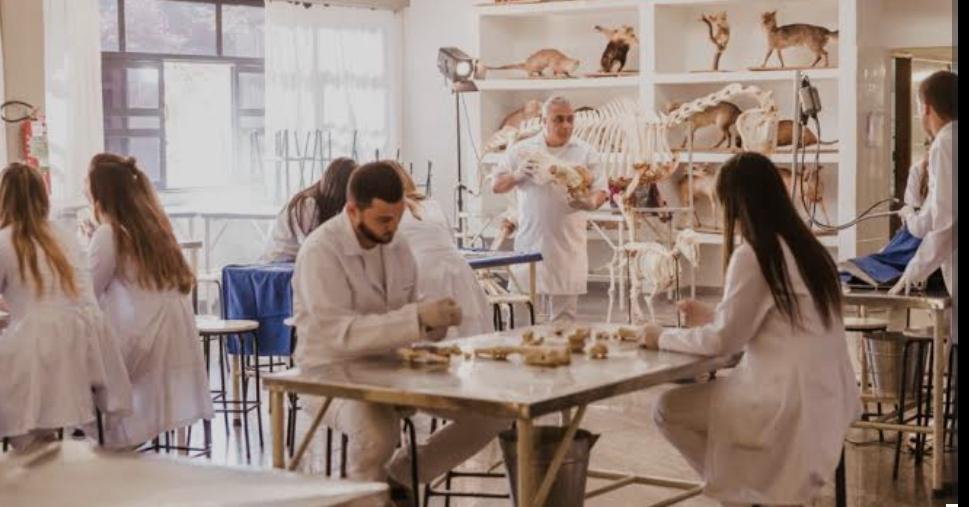 Medicina Veterinária da Unimar: 38 anos de tradição e excelência
