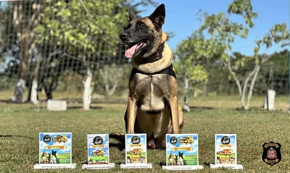 Cães da PolÃcia Penal vencem competição em mostra de animais Cães da PolÃcia Penal vencem competição em mostra de animais