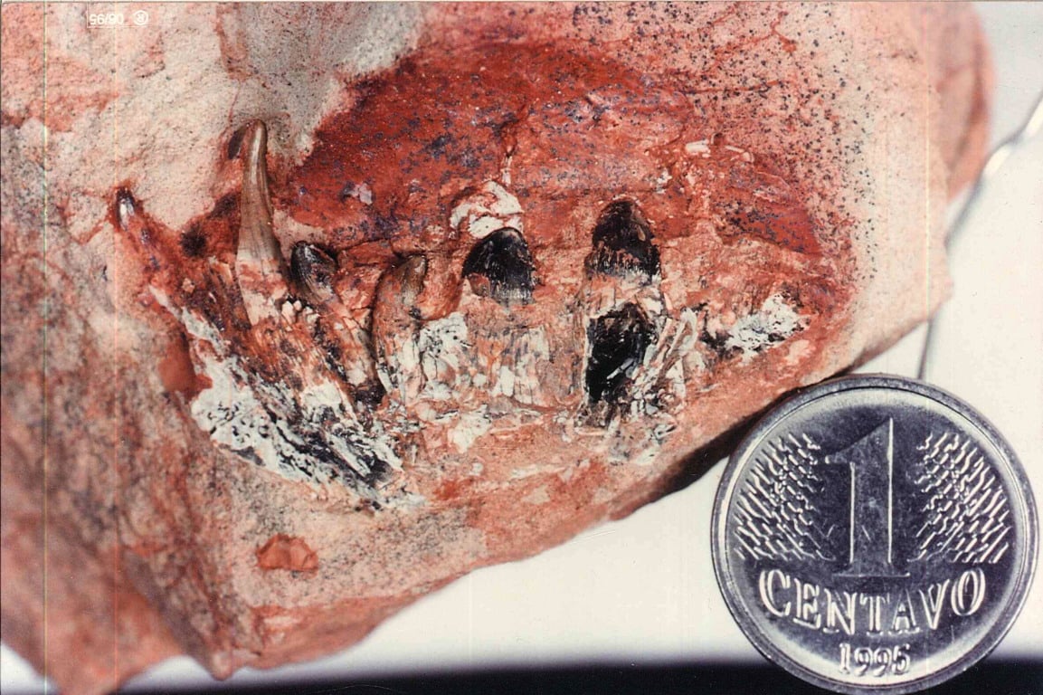 Descoberta do crocodilo que deu o nome de Marília a fóssil completa 30 anos