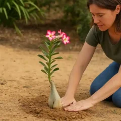 Rosa-do-deserto no chão como plantar sem apodrecer