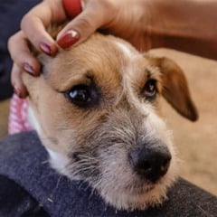 Medicamento promete mudar cuidado com artrite em cães idosos