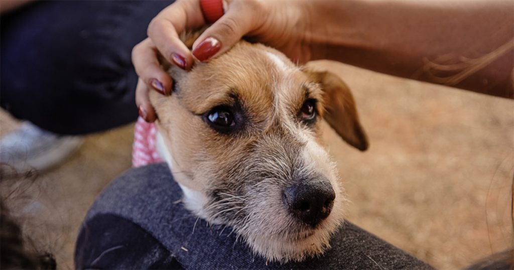 Medicamento promete mudar cuidado com artrite em cães idosos