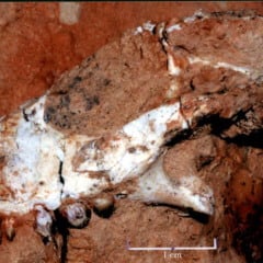 Descoberta do crocodilo que deu o nome de Marília a fóssil completa 30 anos