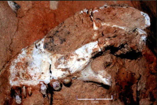 Descoberta do crocodilo que deu o nome de Marília a fóssil completa 30 anos