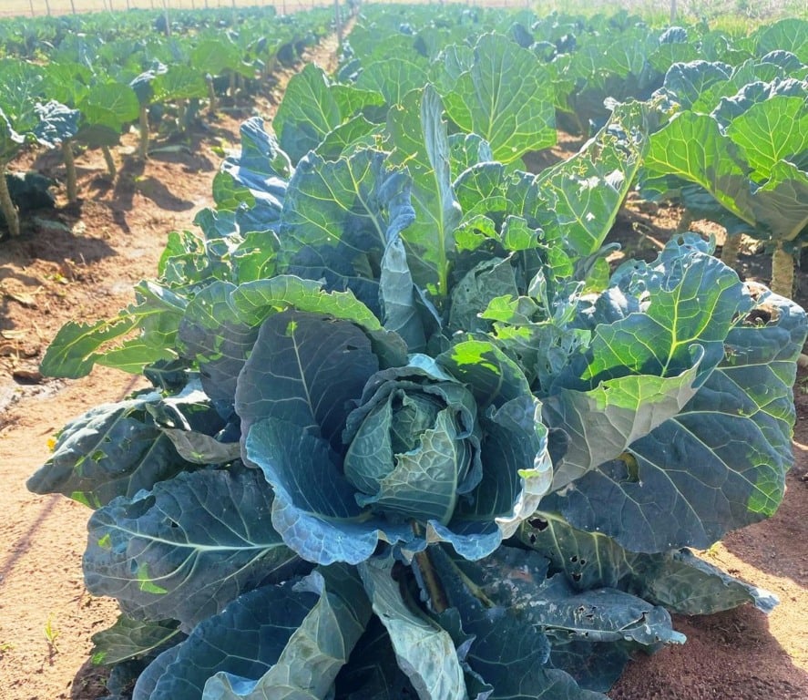 Nutricionistas visitam produção de alimentos da merenda em Marília