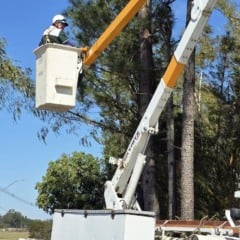 Avenida de Marília tem poda preventiva e supressão de árvores