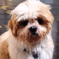 Cão desaparecido há 20 dias mobiliza moradores em Vera Cruz