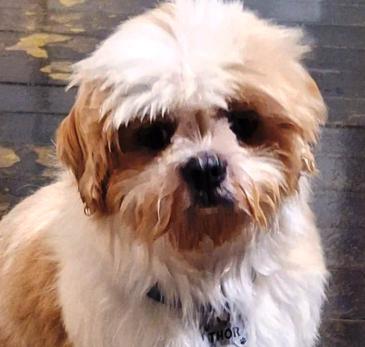 Cão desaparecido há 20 dias mobiliza moradores em Vera Cruz