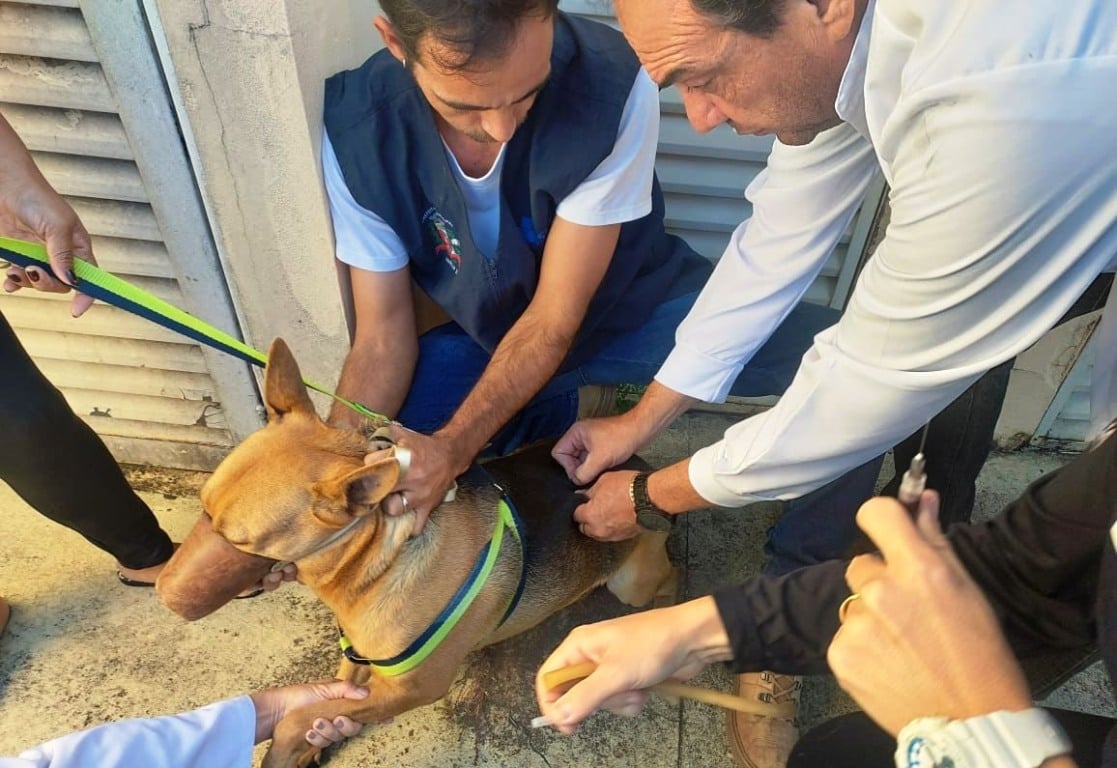 Vacinação de cães e gatos terá 500 doses gratuitas em Marília