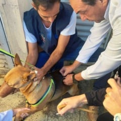 Vacinação de cães e gatos terá 500 doses gratuitas em Marília