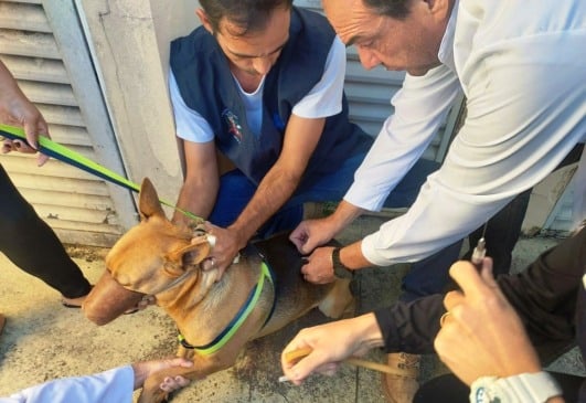 Vacinação de cães e gatos terá 500 doses gratuitas em Marília