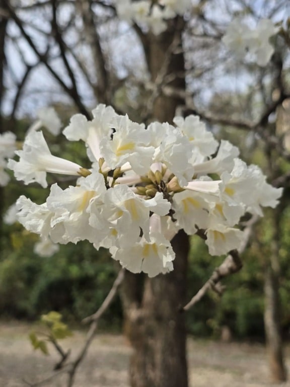 Bosque ganha atração com florada de ipês em Marília