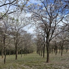 Bosque ganha atração com florada de ipês em Marília