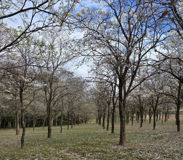 Bosque ganha atração com florada de ipês em Marília