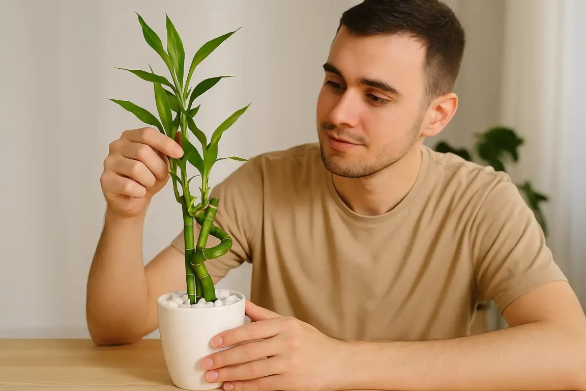 4 dicas para cuidar do bambu da sorte e mantê-lo sempre verde