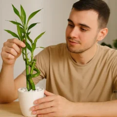 4 dicas para cuidar do bambu da sorte e mantê-lo sempre verde