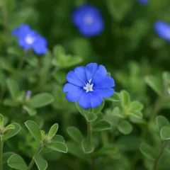 Azulzinha 3 dicas para manter flores azuis intensas