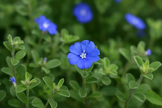 Azulzinha 3 dicas para manter flores azuis intensas