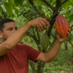 Cacau 6 curiosidades sobre o cultivo da fruta