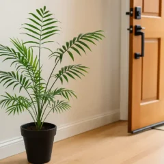 Camedórea-elegante perto da entrada traz boas energias