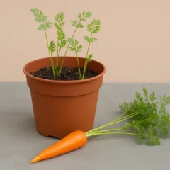 Cenoura em vaso como ter raízes perfeitas sem quintal