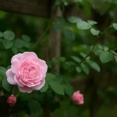 Rosa-trepadeira antiga 6 dicas para preservar e multiplicar