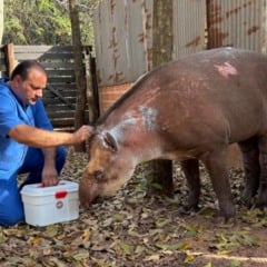 Assis recebe animal com lesões graves após queimada