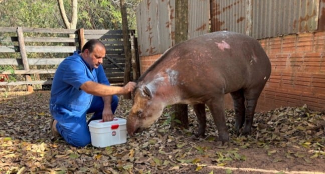 Assis recebe animal com lesões graves após queimada