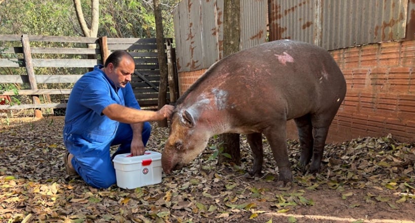 Assis recebe animal com lesões graves após queimada