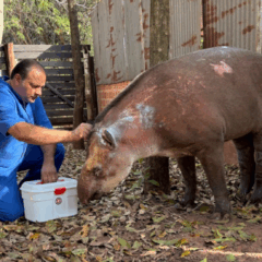 Assis recebe animal com lesões graves após queimada