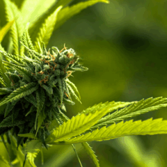 Habeas Corpus em Marília pede acesso de 26 pacientes a cannabis medicinal