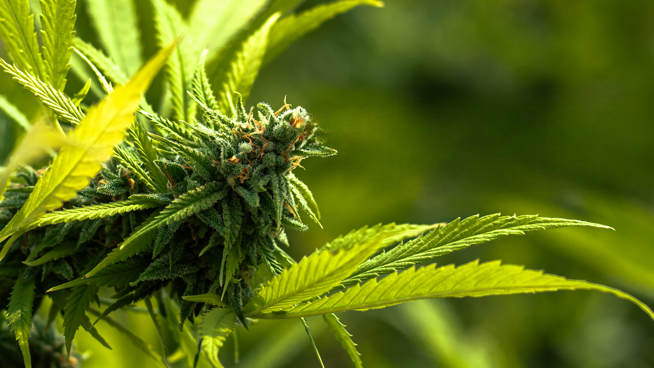 Habeas Corpus em Marília pede acesso de 26 pacientes a cannabis medicinal