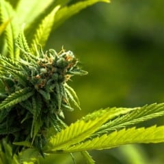 Habeas Corpus para 26 pacientes pede em Marília acesso a cannabis medicinal