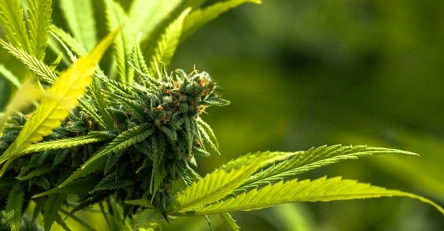 Habeas Corpus para 26 pacientes pede em Marília acesso a cannabis medicinal
