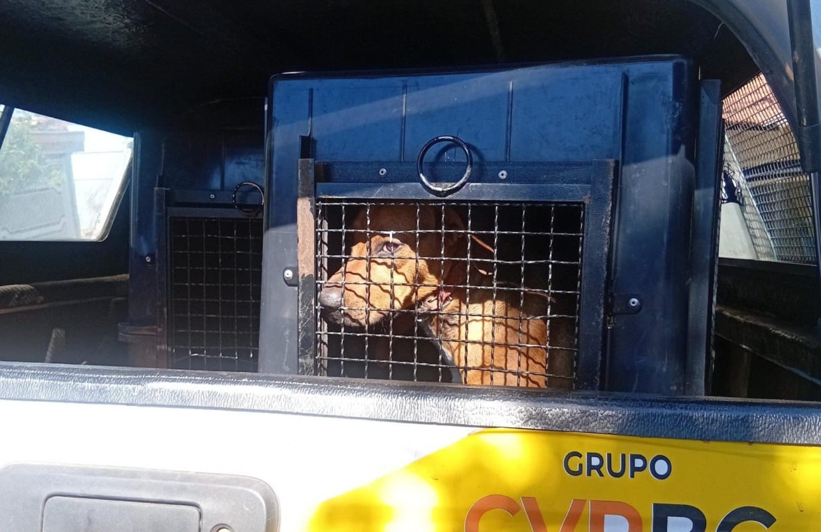 Resgate salva cão em corrente e sem comida em Marília; 'matava galinhas'