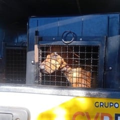 Resgate salva cão em corrente e sem comida em Marília; 'matava galinhas'