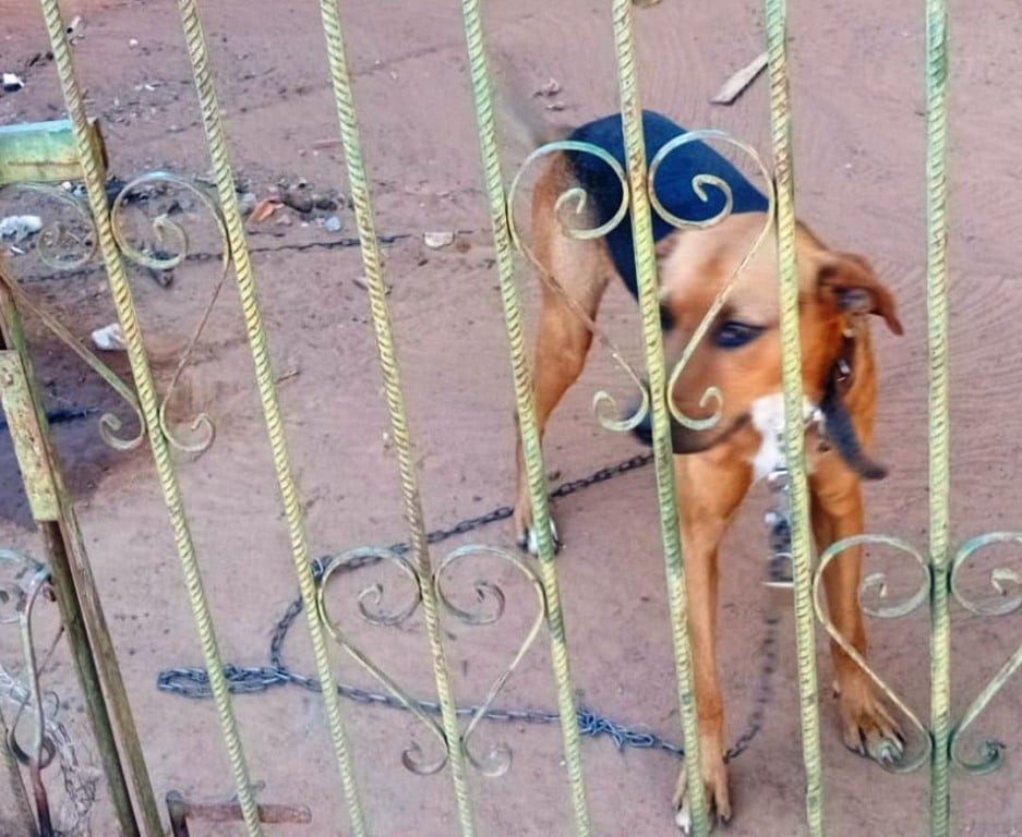 Resgate salva cão em corrente e sem comida em Marília; 'matava galinhas'
